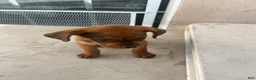 Mixed Breed dogs for sale: Mixed Breed 7 - Ad 1