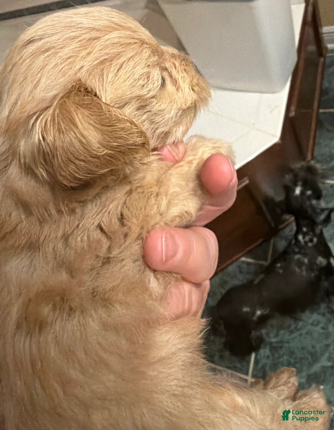 Miniature Schnauzer dogs for sale: Boy 1 - Ad 4