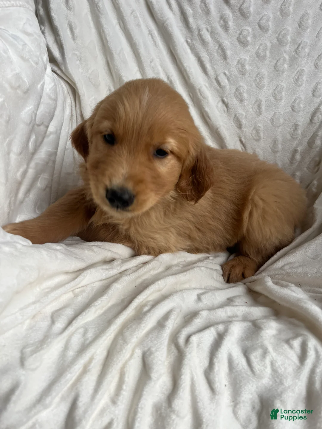 Golden Retriever dogs for sale: Golden Retriever Puppy 1 - Ad 5