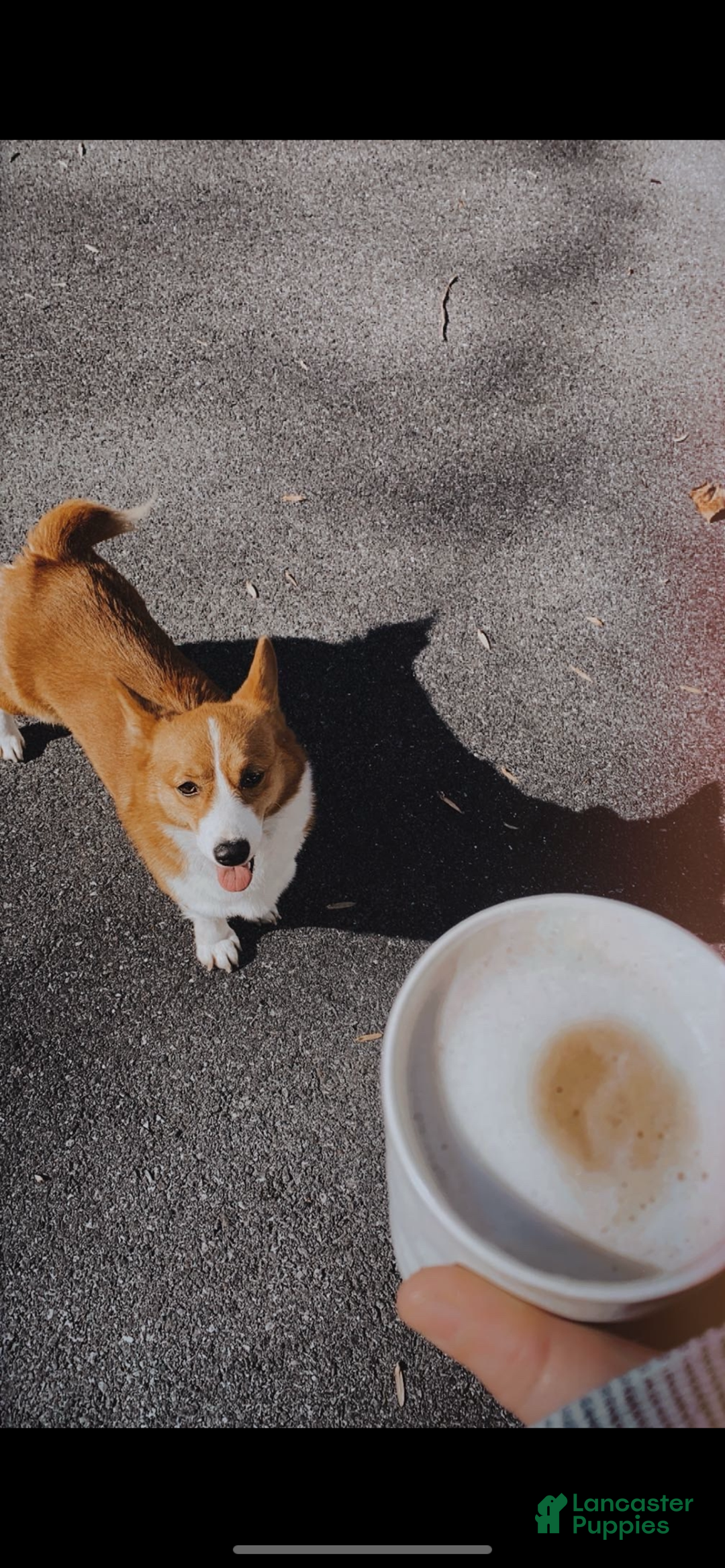 Welsh Corgi Pembroke dogs for sale: Kylo - Ad 2