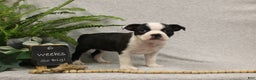 Boston Terrier dogs for sale: Fairy - Ad 6