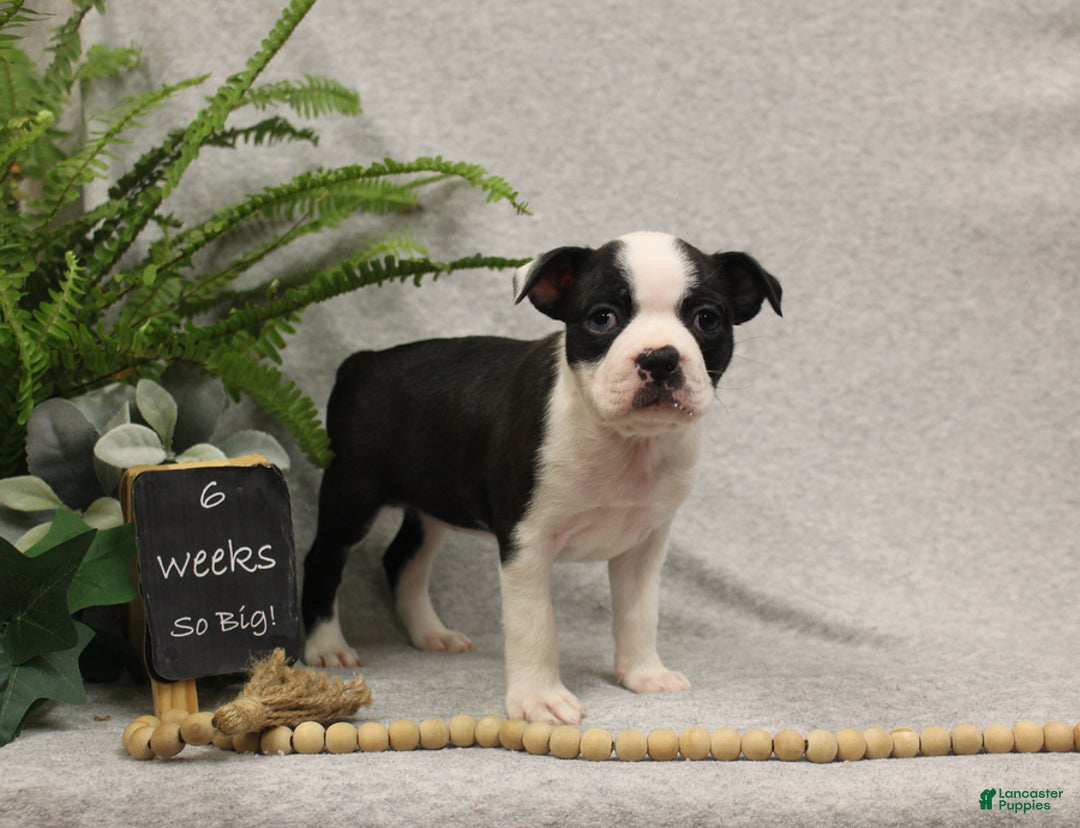Boston Terrier dogs for sale: Fairy - Ad 6