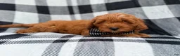 Cavapoo dogs for sale: Benny - Ad 8
