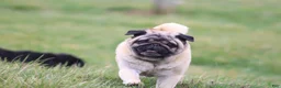Pug dogs for sale: Sierra - Ad 6