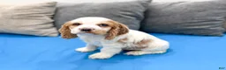 Cocker Spaniel dogs for sale: Ruger - Ad 4