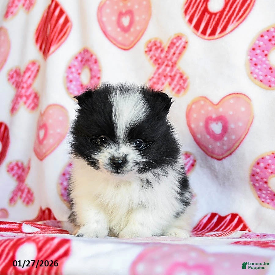 Pomeranian dogs Aspen - Ad 2