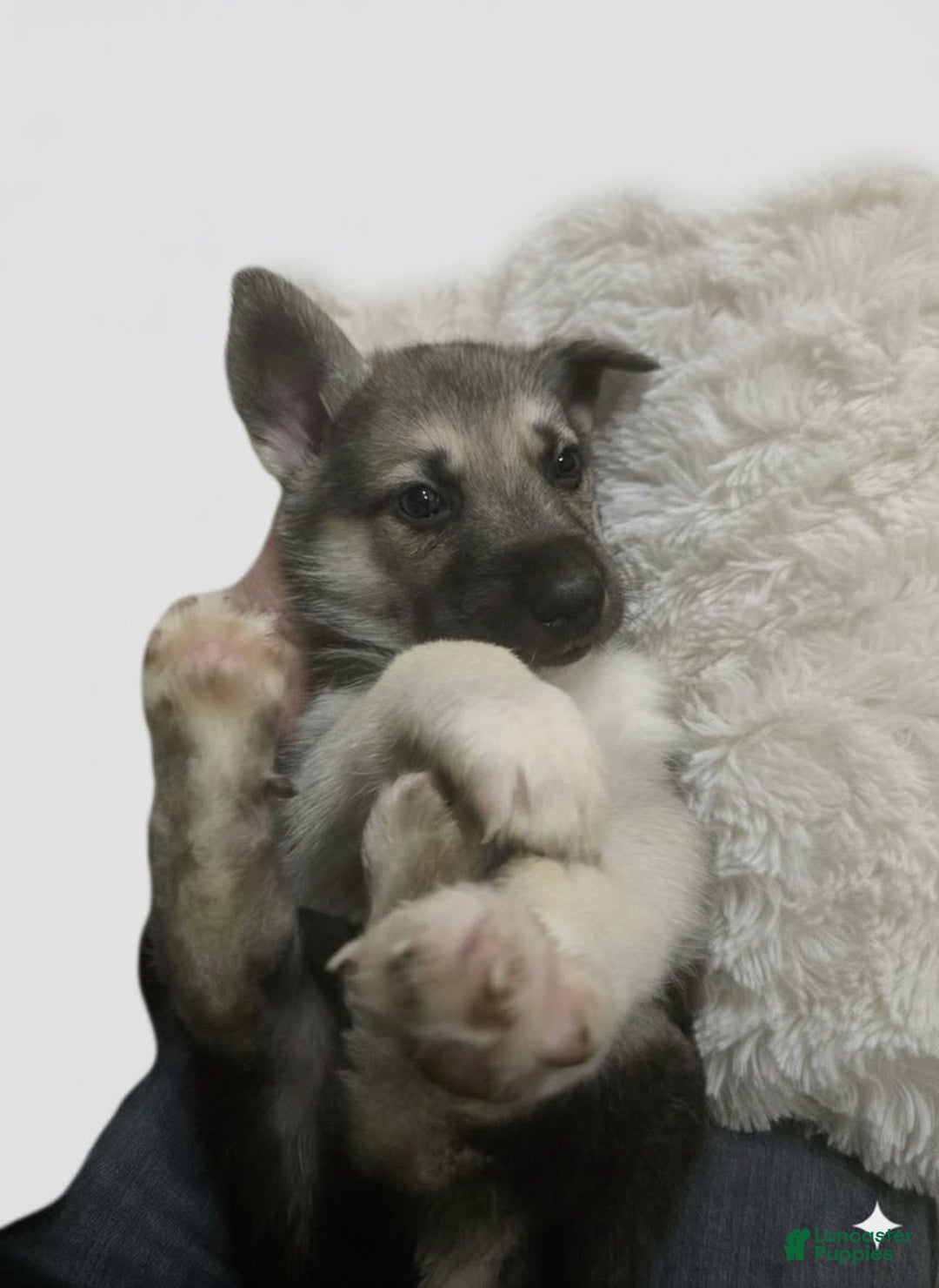 Gerberian Shepsky dogs for sale: Beast  - Ad 3