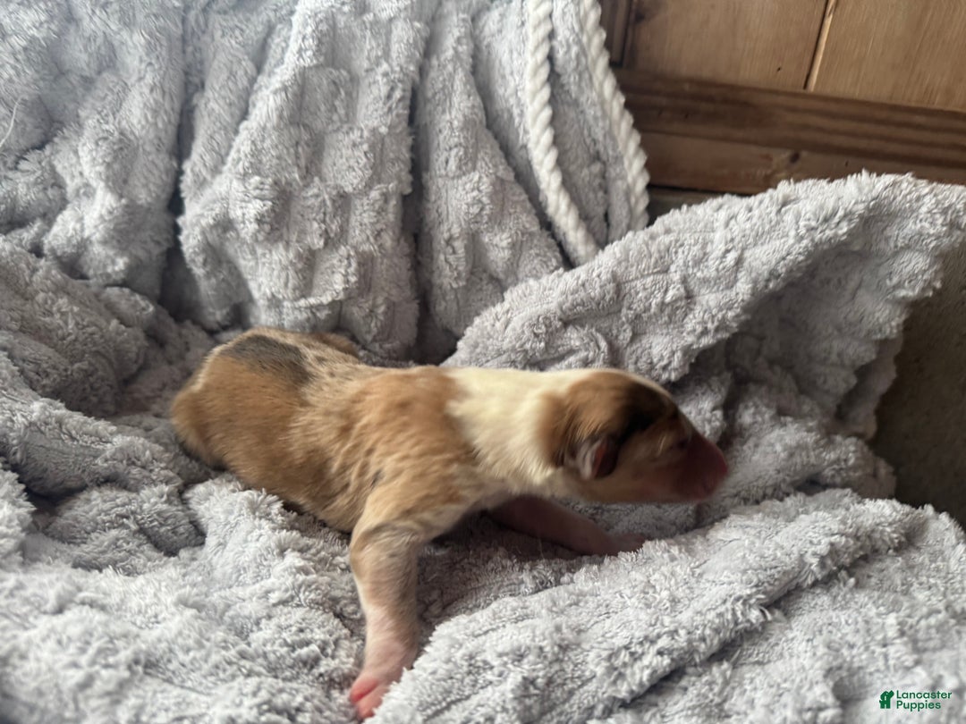 Collie dogs for sale: Denim  - Ad 3