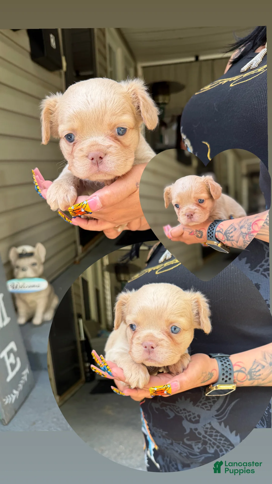French Bulldog dogs for sale: Beefy - Ad 2