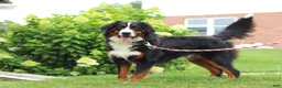 Bernese Mountain Dog dogs for sale: Casey - Ad 10