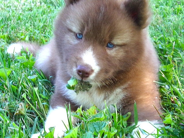 Siberian Husky dogs S1 - Ad 2