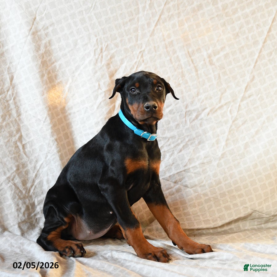 Doberman Pinscher dogs Roxie - Ad 2