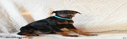 Doberman Pinscher dogs for sale: Roxie - Ad 2
