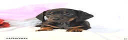 Miniature Dachshund dogs for sale: Duke - Ad 2