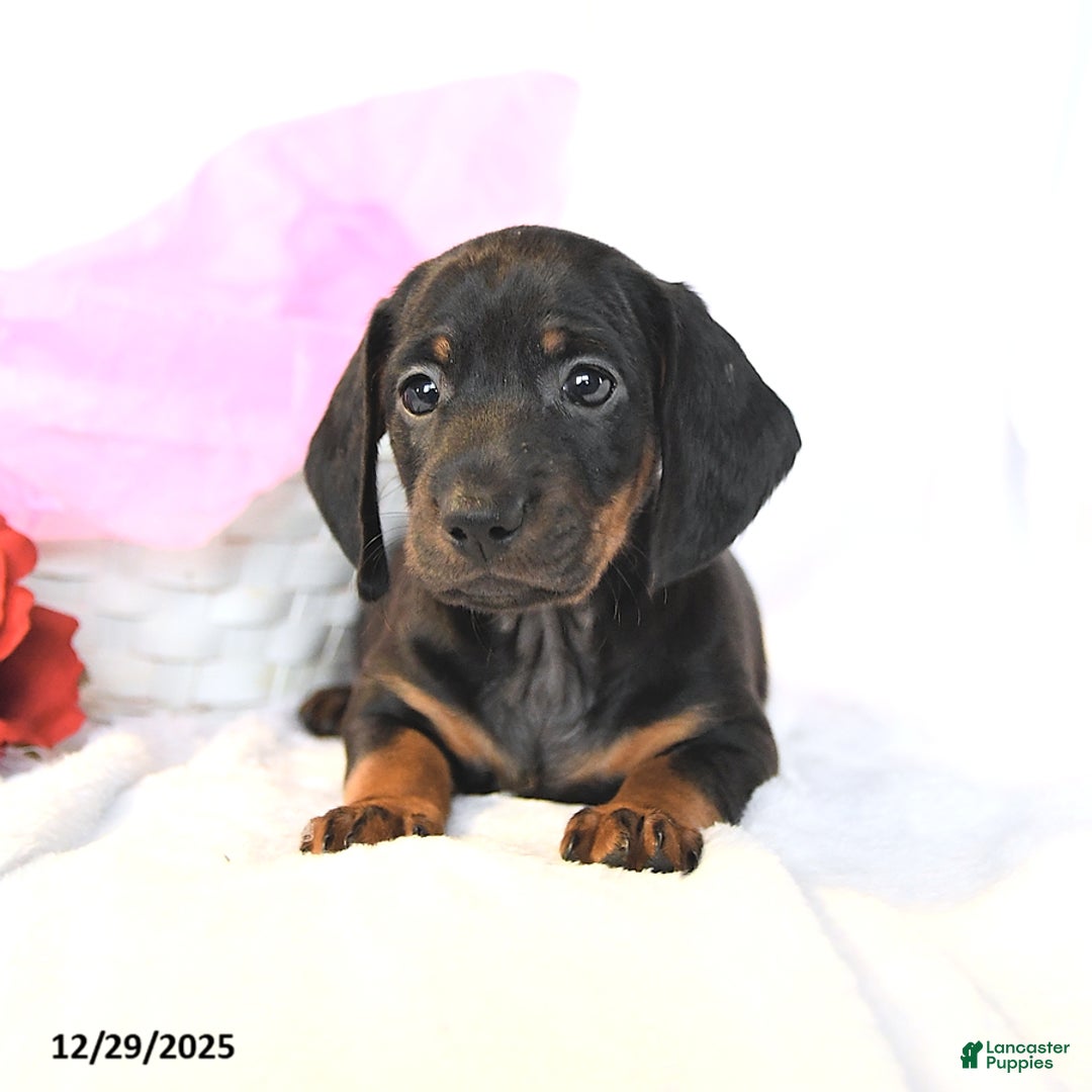 Miniature Dachshund dogs for sale: Duke - Ad 2