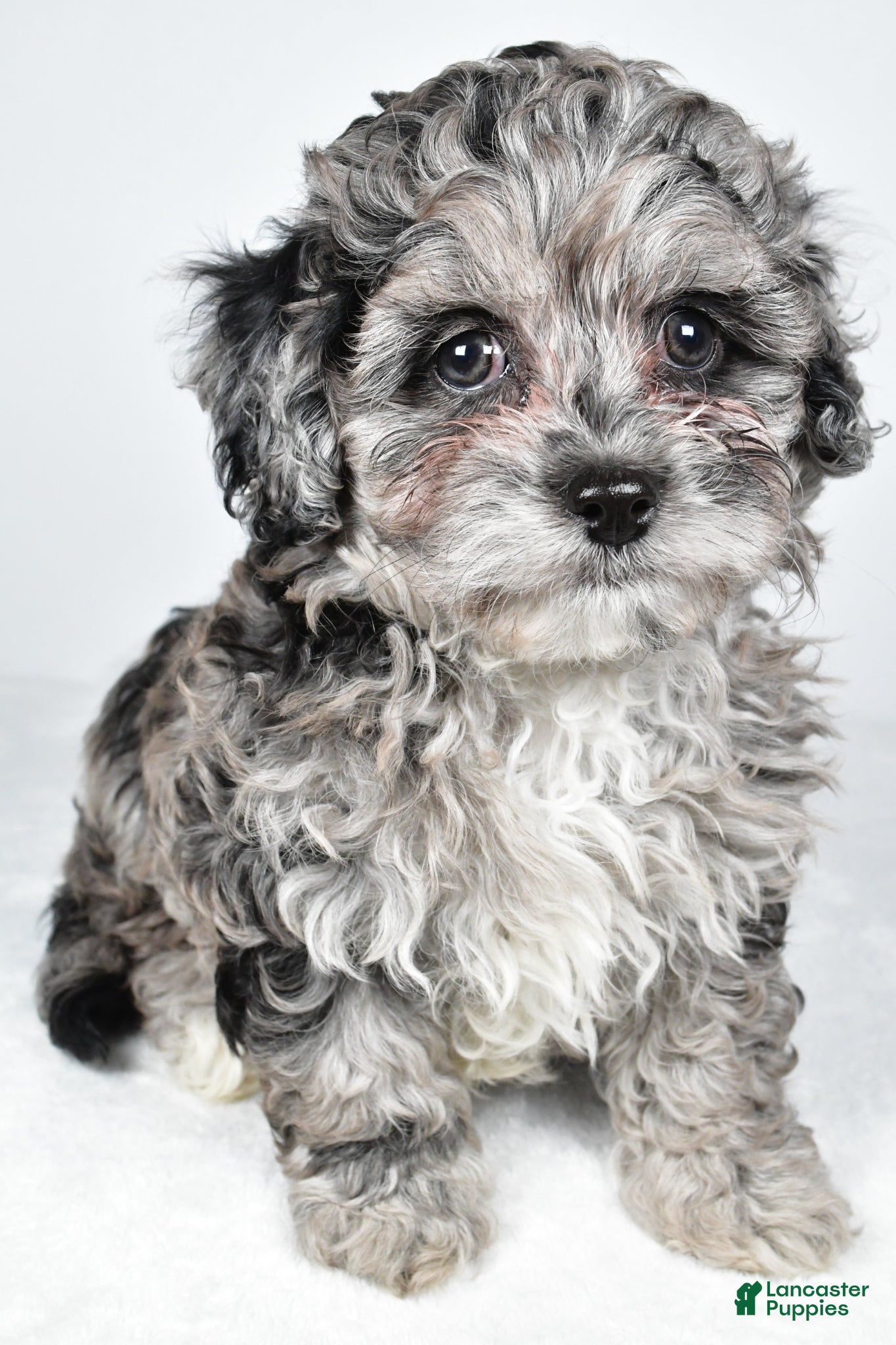 Cavapoo dogs Tyler - Ad 2