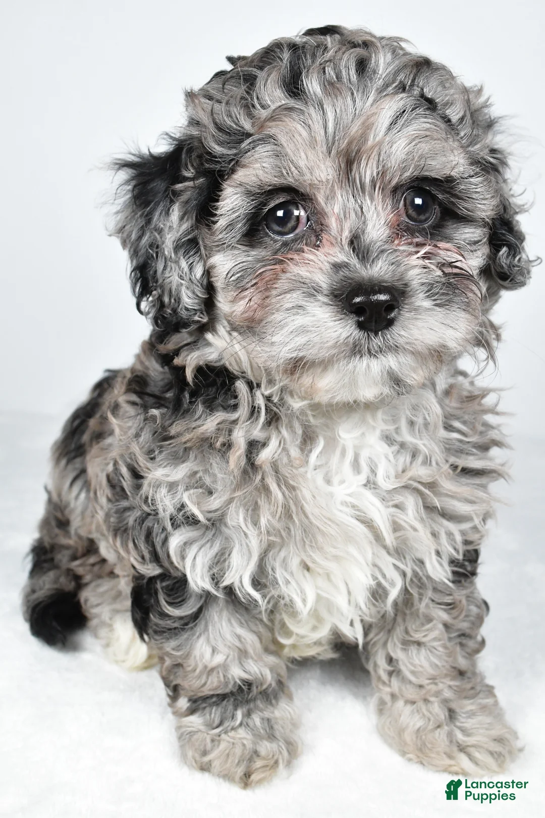 Cavapoo dogs for sale: Tyler - Ad 2