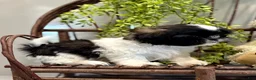 Shih Tzu dogs for sale: AKC SAMMI - Ad 4