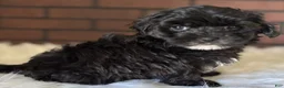 Maltipoo dogs for sale: Ace - Ad 3