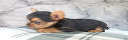 Yorkshire Terrier dogs for sale: Max  - Ad 6