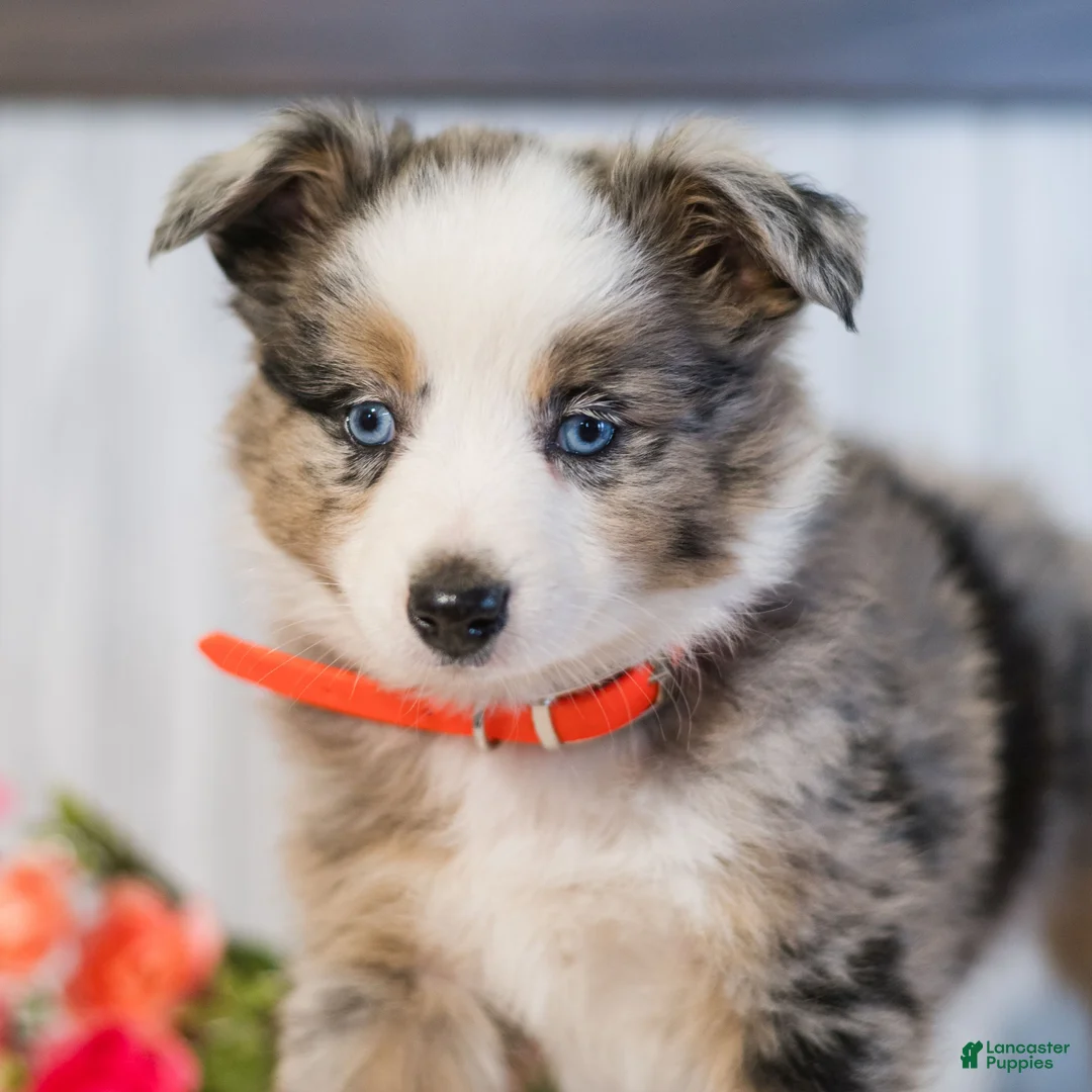 Miniature Australian Shepherd dogs for sale: Cinnamon  - Ad 1