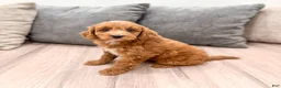 Mini Goldendoodle dogs for sale: Amber - Ad 1
