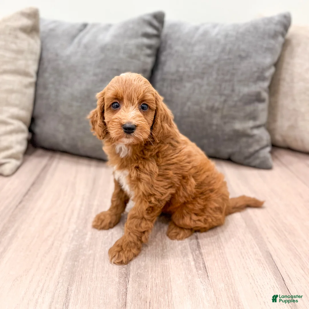 Mini Goldendoodle dogs for sale: Amber - Ad 1