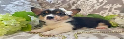 Welsh Corgi Pembroke dogs for sale: Maci - Ad 8