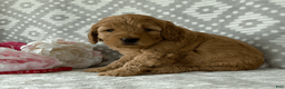 Goldendoodle dogs for sale: Aspen - Ad 6