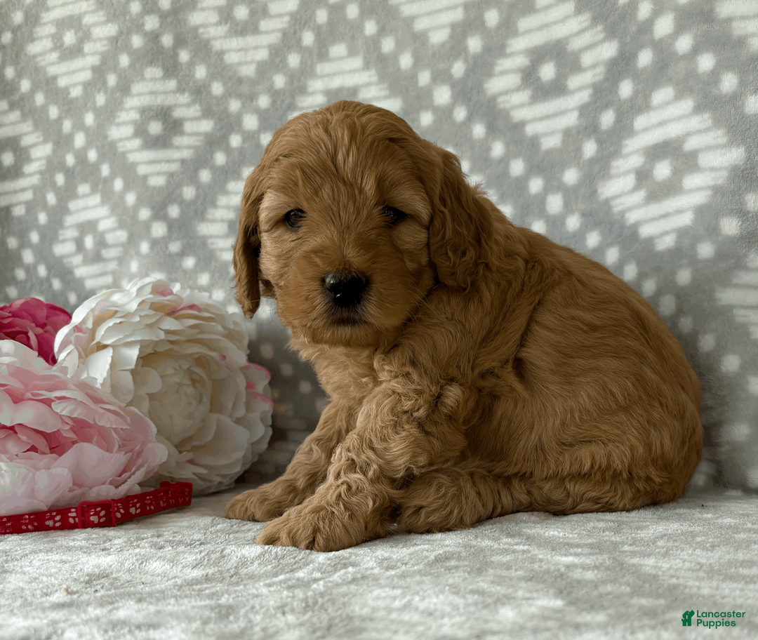 Goldendoodle dogs for sale: Aspen - Ad 6
