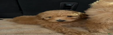 Toy Poodle 5