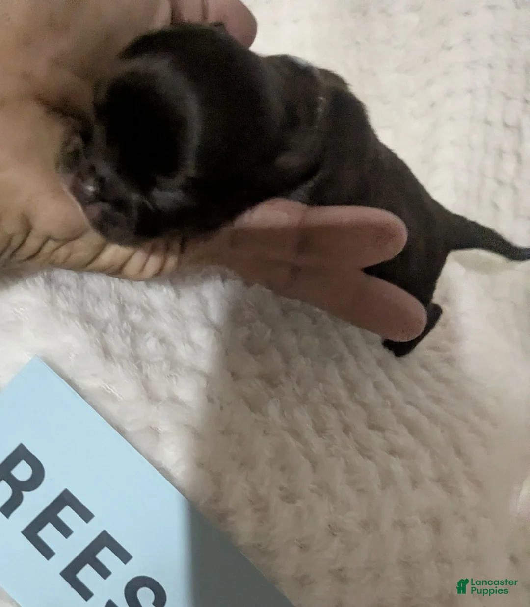 Chihuahua dogs for sale: Reese LC  Male  - Ad 2