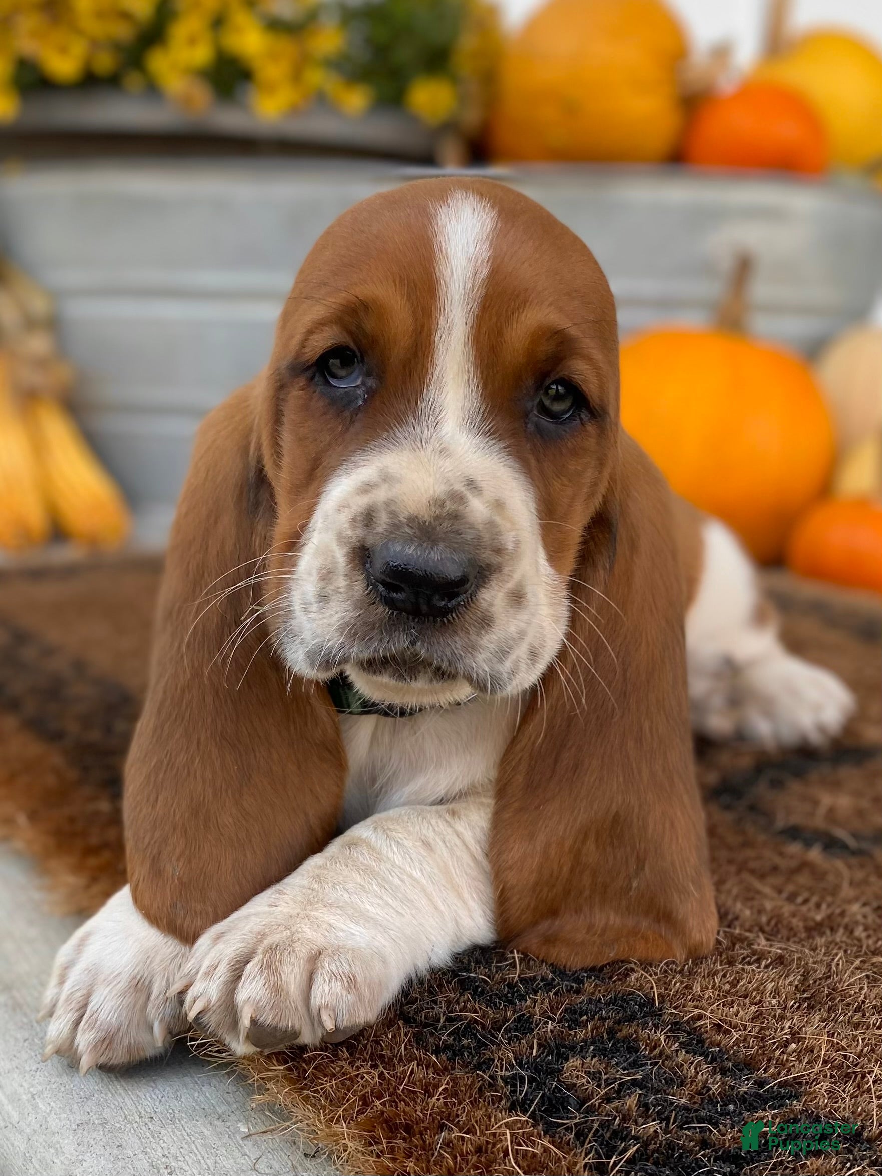 Basset Hound Puppies for sale in Ohio Lancaster Puppies