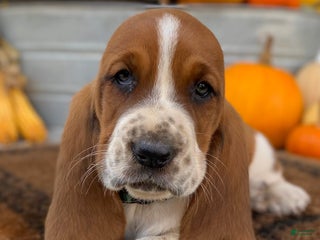Basset Hound dogs - Ad 25