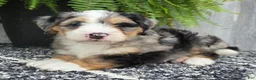 Mini Bernedoodle dogs for sale: Mini Zues - Ad 14
