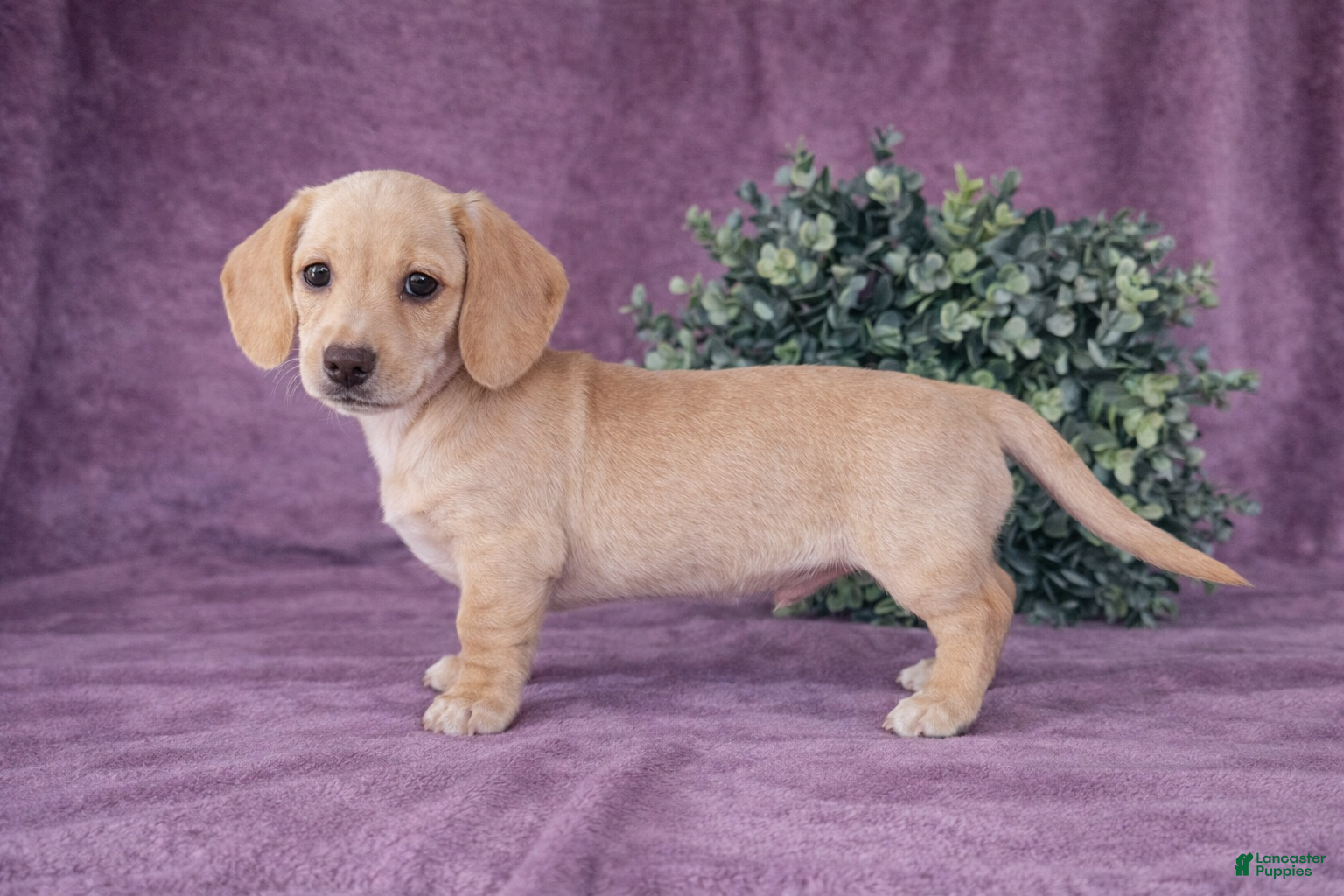 Dachshund dogs Dallas - Ad 2