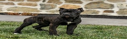 Cane Corso dogs for sale: Molly Cropped Ears - Ad 2