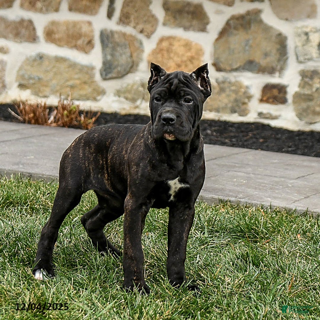 Cane Corso dogs for sale: Molly Cropped Ears - Ad 2