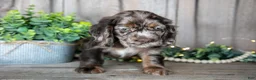 Cocker Spaniel dogs for sale: Bandit - Ad 3