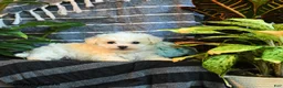 Bichon Frise dogs for sale: Cotton - Ad 3