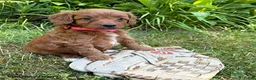 Goldendoodle dogs for sale: Arielle - Ad 3