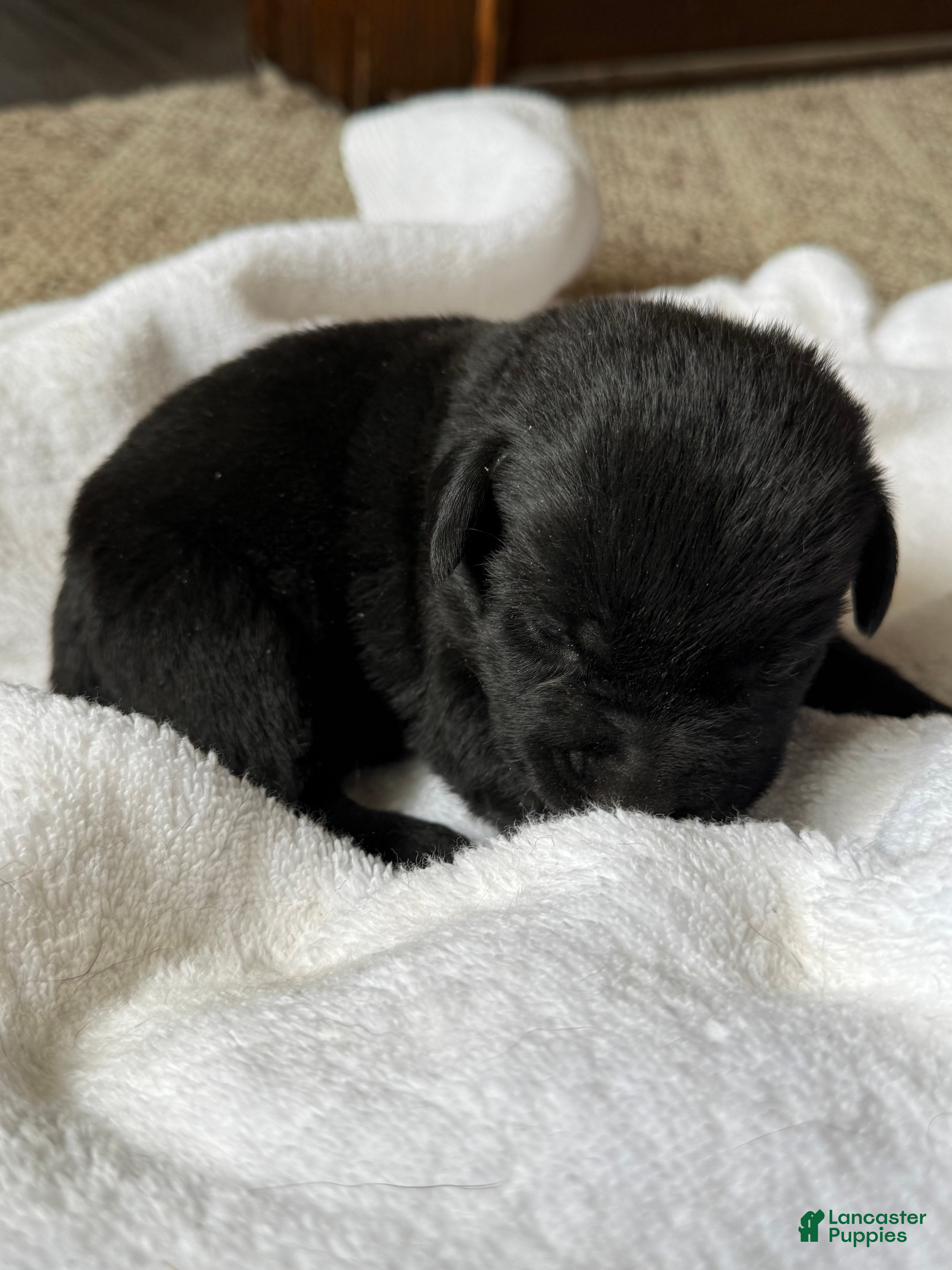 Labrador Retriever dogs SOLD   Labrador Retriever Puppy 4 JaxSon  - Ad 1