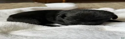 Labrador Retriever dogs for sale: Labrador Retriever Puppy 4 JaxSon  - Ad 1