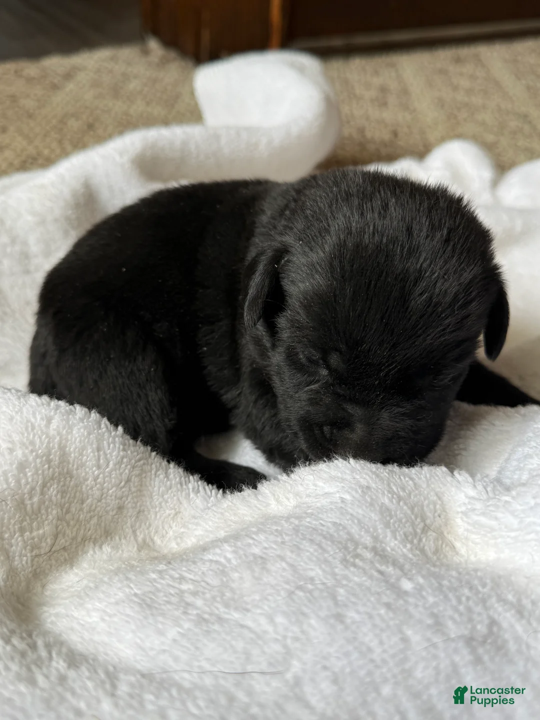Labrador Retriever dogs for sale: Labrador Retriever Puppy 4 JaxSon  - Ad 1