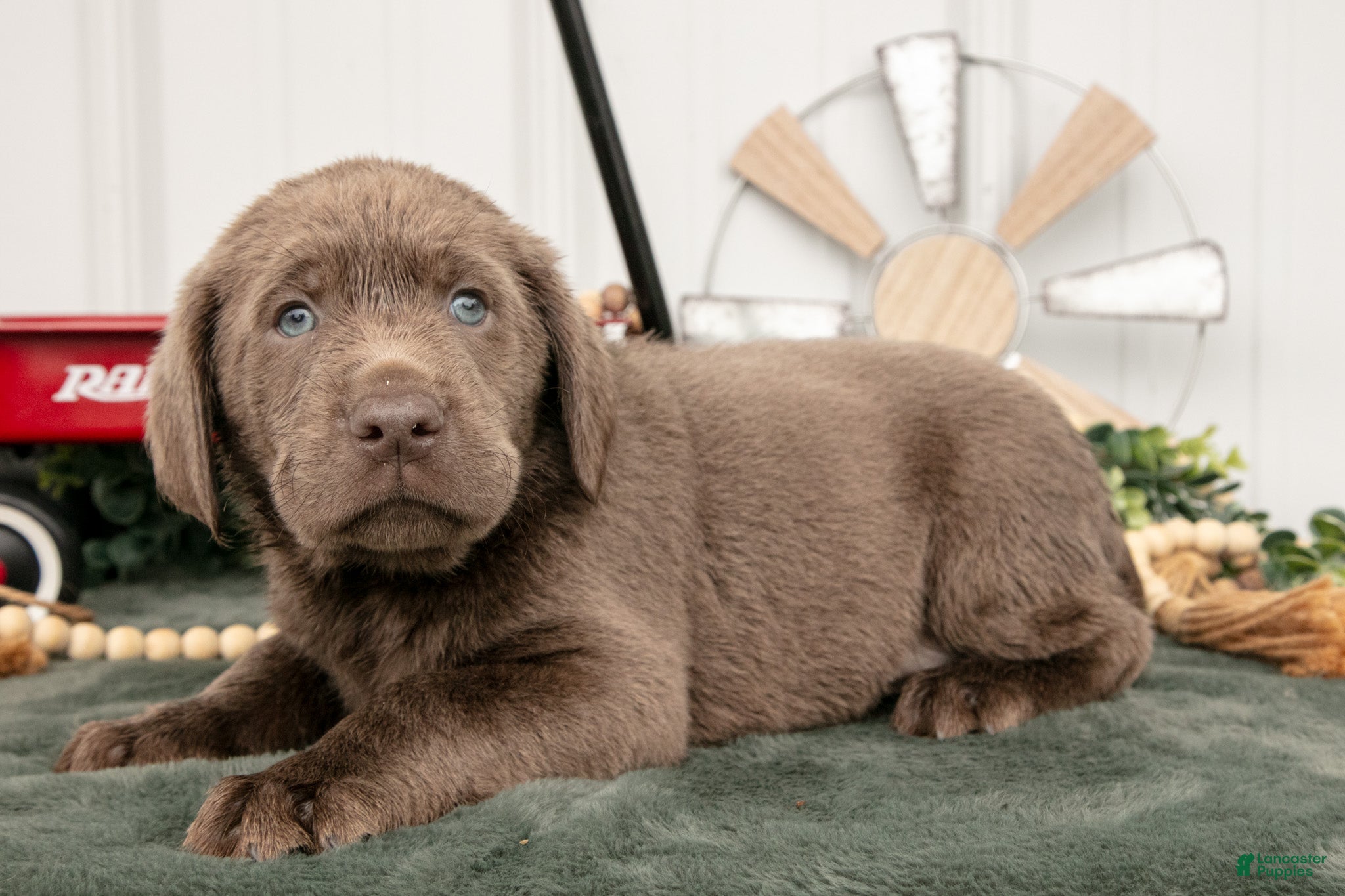 Labrador Retriever dogs Barkley - Ad 1