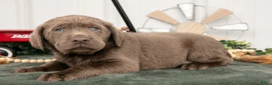 Barkley