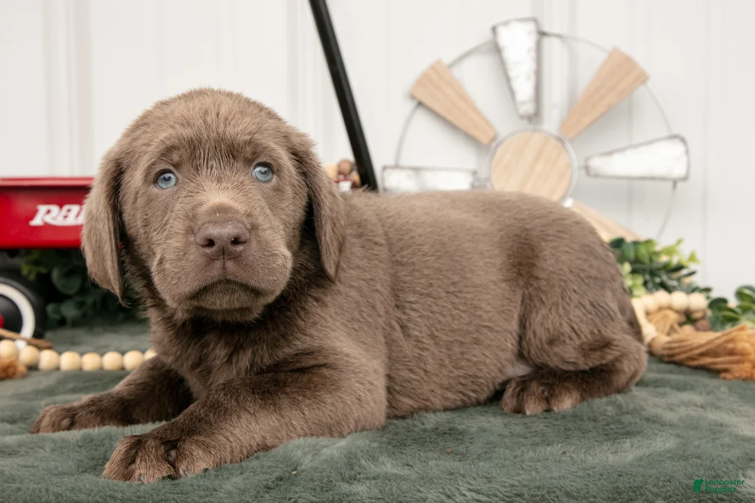 Labrador Retriever dogs for sale: Barkley - Ad 1