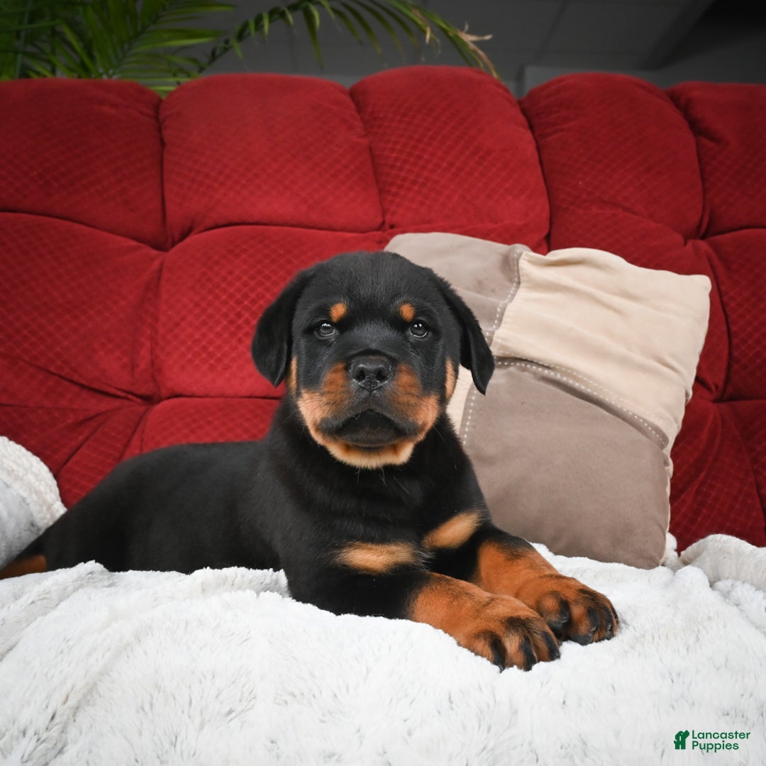 Rottweiler dogs for sale: Griffin / Mocha – Santos Ad-Dirah - Ad 12