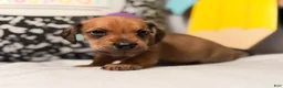 Mixed Breed dogs for sale: Barkley  - Ad 4