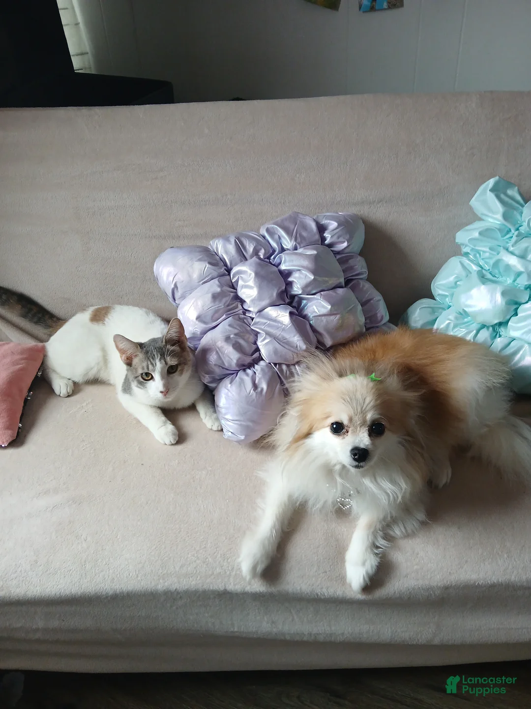 Pomeranian dogs for sale: Meet Teacup Pomeranian Ladybug 13 yrs - Ad 2